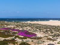 Fernblick über farbige Blumenpolster, Sandstrand und Atlantik